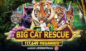 Imagem do jogo Big Cat Rescue Megaways no 5nn bet